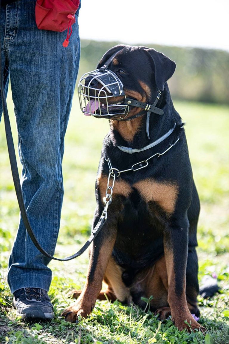 Rottweiler podczas szkolenia i treningu w kagańcu na pysku co może sygnalizować, że pies jest agresywny.